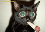 les chat qui fume un petard